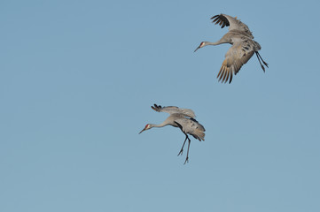 sandhill crane grue du canada