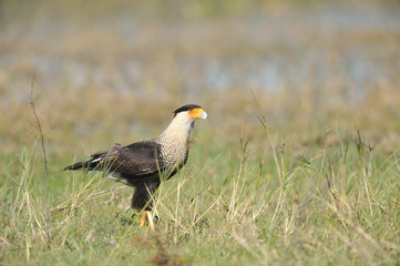 Crested Caracara
