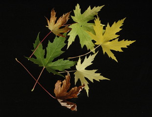 AUTUMN LEAVES © francosperoni