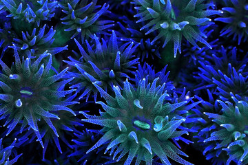 Colorful cup corals background