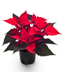 Christmas flower