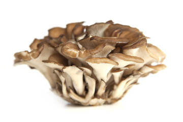 Maitake Mushrooms Cluster