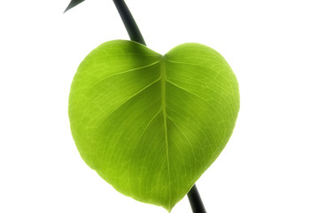 Green leaf