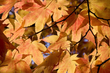 Naklejka na ściany i meble Fall Foliage