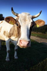 Cow Portrait