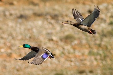 Mallard Pair