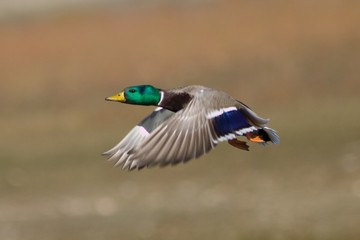 Drake Mallard in Flight
