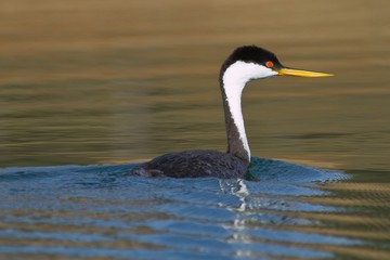 Western Grebe