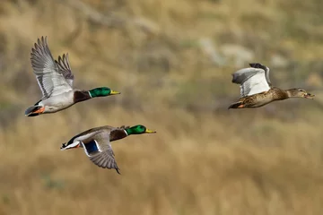 Fotobehang Mallard Flight © Michael Ireland