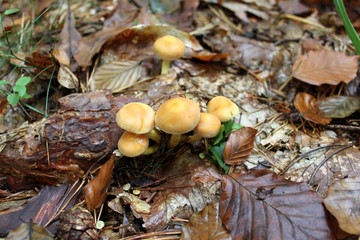 Stockschwämmchen