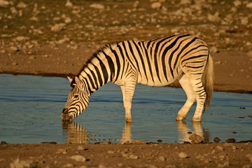 Fototapeta na wymiar Plains (burchell) Zebra, Park Narodowy Etosha, Namibia