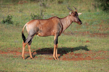 Naklejka na ściany i meble Tsessebe antelope (Damaliscus lunatus), South Africa