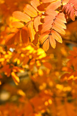 closeup autumn yellow foliage