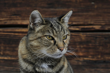 Hauskatze