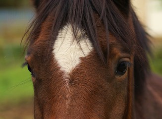 Horse: Portrait