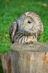 Lazy owl