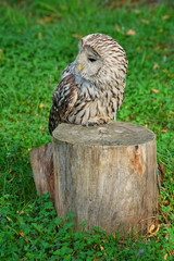 Lazy owl