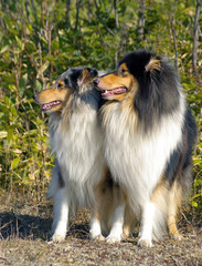 Two dogs sort collie : female and male