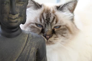 Fototapeten Himalaya-Katze mit Buddha © Anneleen