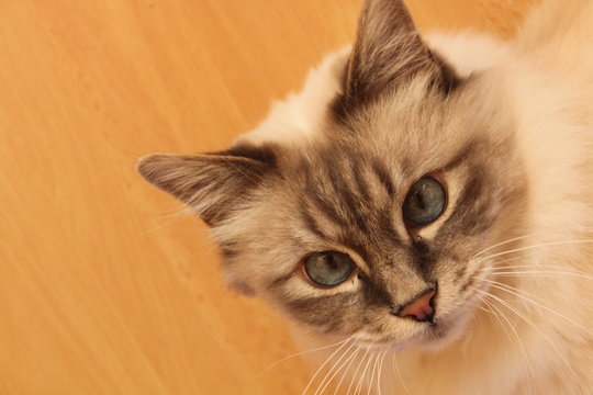 Cat with blue eyes
