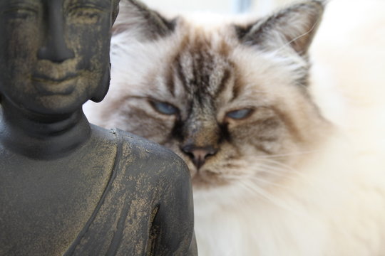 Himalayan cat with buddha