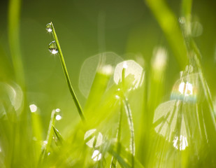 Nature II