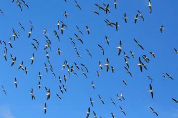 Flock of Pelicans in the sky