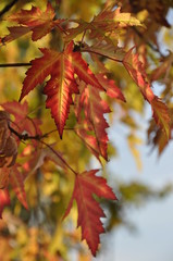 Herbstblätter