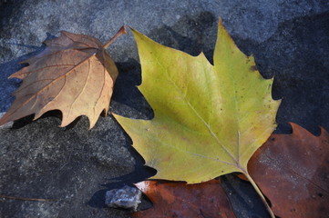 Herbstblätter