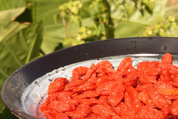 Wolfberry, goji berry / 枸杞