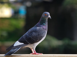 Pigeon