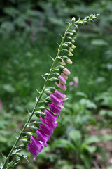 Foxgloves.