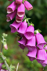Foxgloves.