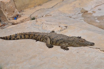 Alligator