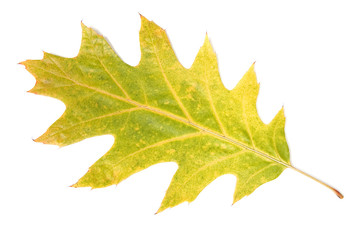 Single autumn leaf, isolated on white