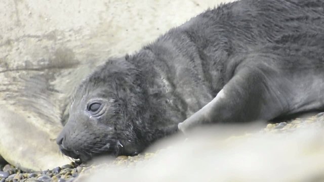 Cute Baby Seal