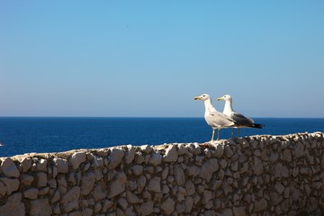 Birds