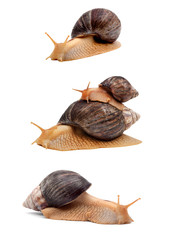 Snails