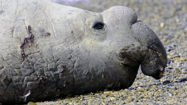 Male Elephant Seal in Patagonia