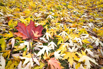 goldenes Herbstlaub