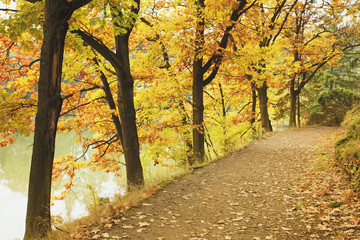 Autumn forest and path
