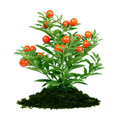 plant with red fruit