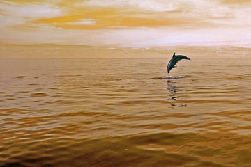 Delfin