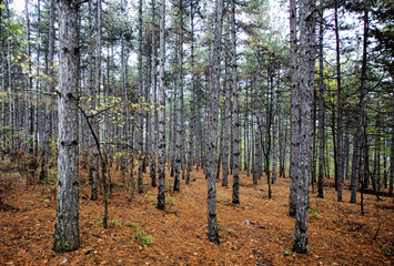 Naklejka premium Forest