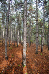 autumn colors in the forest