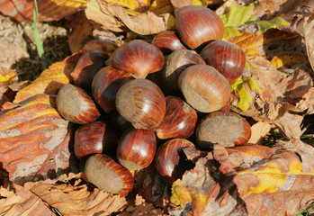 castagne in autunno