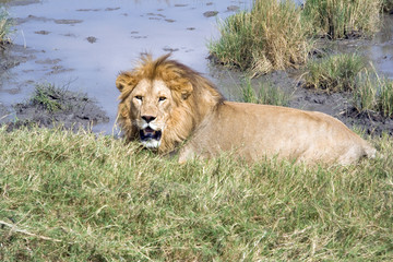 Afrikanischer Löwe in der Serengeti / Tansania / Afrika