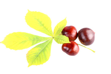 Chestnut fruits lying on yellow leaves. It is isolated.