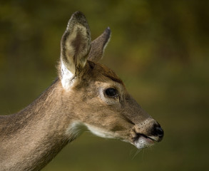 first antler growth