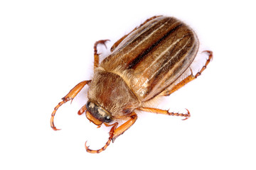 Amphimallon solstitialis isolated
